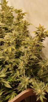 White Rhino - картинка 1