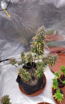 Purple Punch OG XL Auto® - картинка 6