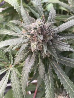 Golosa Early Version - картинка 4