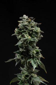 Strawberry Cookies - картинка 9