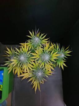 Banana Krumble - картинка 3