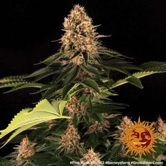 Pink Kush - картинка 4