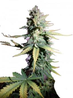 Pandora Auto - картинка 1