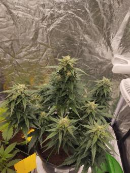 Lemon Cherry Cookies Auto - картинка 8