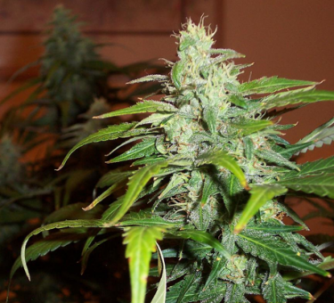 Lowryder autofem (IBL) - картинка 2