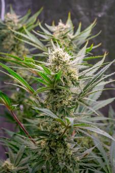 S.A.D. Sweet Afgani Delicious F1 Fast Version - картинка 1