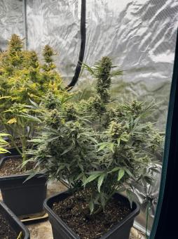 Kosher Cake Auto - картинка 5