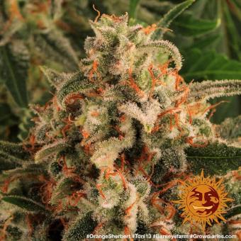 Orange Sherbert - картинка 9