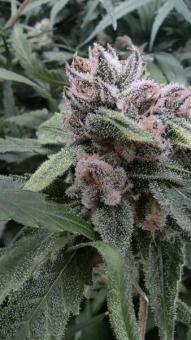 Critical Daddy Purple - картинка 2