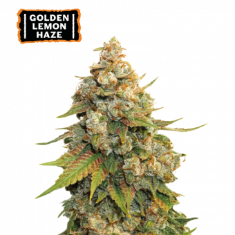 Golden Lemon Haze - картинка 1