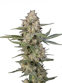 Ice Auto - картинка 1