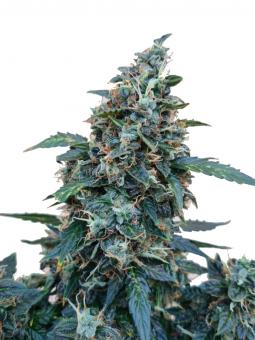 Critical Jack Herer Auto - картинка 1