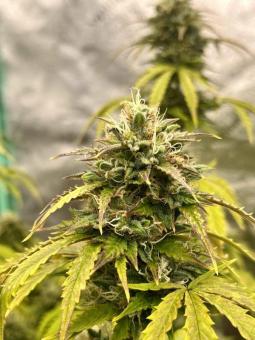 Buddha Auto Zkitt - картинка 2