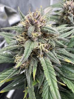 Tropicana Cookies Auto - картинка 2