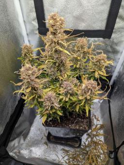 Gorilla Punch Auto - картинка 6