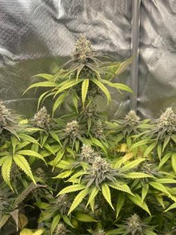 Zombie Kush - картинка 6