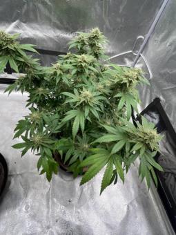 Bubble Kush - картинка 4