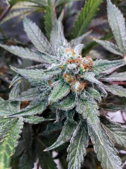 Delicious Cookies Auto  - картинка 3