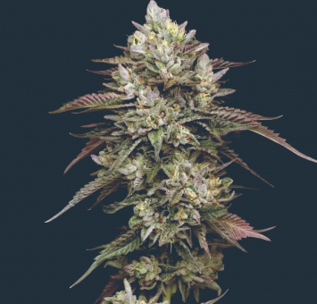 Kiwi x Cookie Dog - картинка 1