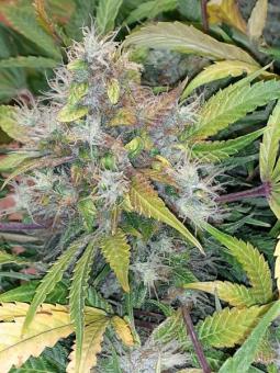 CBD Auto 20:1 - картинка 4