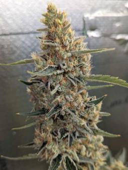 Auto Jack Herer genetics - картинка 4