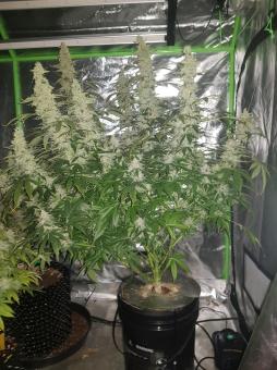 Auto Candy Bubatz XL - картинка 4