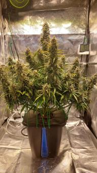 Sour Jealousy Auto - картинка 2