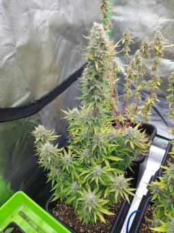 Blueberry Auto - картинка 7