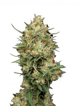 AK 74 Auto - картинка 9