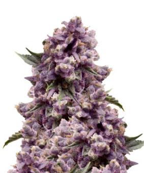 Purple - картинка 11