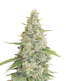 Meringue - картинка 6