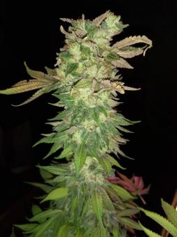 Atomical Haze - картинка 2