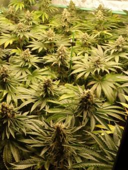 Olympia - картинка 3