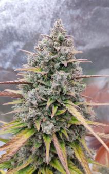 Purple Punch OG XL Auto® - картинка 1