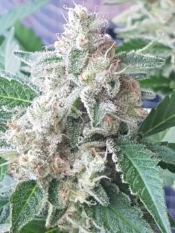 Sticky Fingers Auto - картинка 3