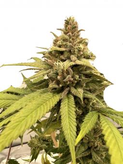 Exodus Cheese Auto - картинка 5