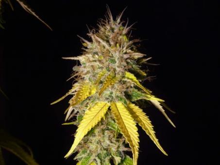 Sweet Cherry Pie - картинка 2