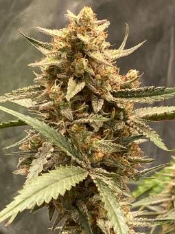 Papaya Cookies Auto - картинка 3