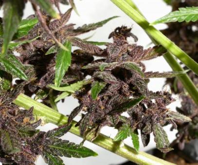 CBD Auto Blackberry Kush - картинка 7