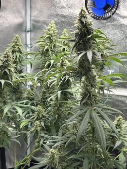 Black Jack F1 Fast Version - картинка 4