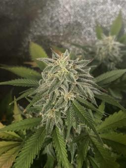 Buddha White Widow - картинка 5