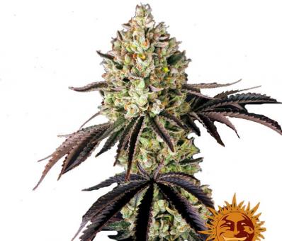 Glookies - картинка 4