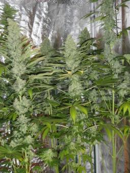 Auto Northern Light genetics - картинка 6
