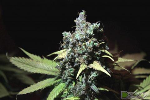 Nebula - картинка 2