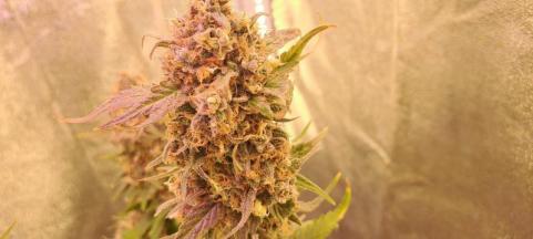 DC Kush - картинка 5