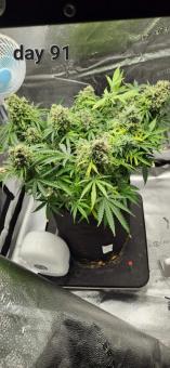 Pineapple Express Auto - картинка 1