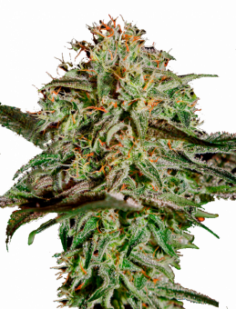 A.M.S. - картинка 6