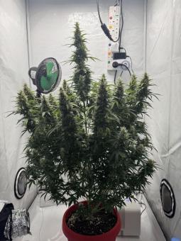 Wendy Auto - картинка 8