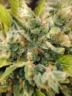 TnT Trichome - картинка 7