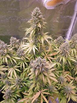 Karel's Cookies - картинка 3